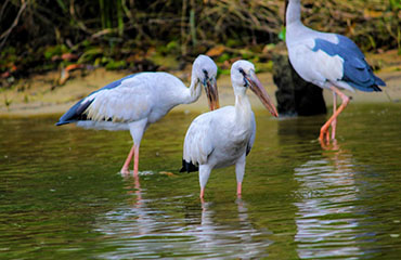 poovarbackwatercruise